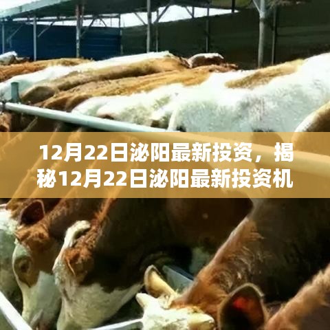 策略分析