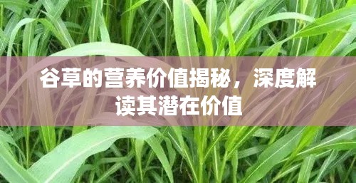 谷草的营养价值揭秘，深度解读其潜在价值