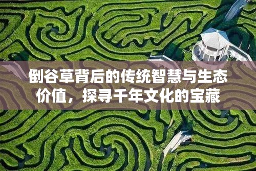 倒谷草背后的传统智慧与生态价值，探寻千年文化的宝藏
