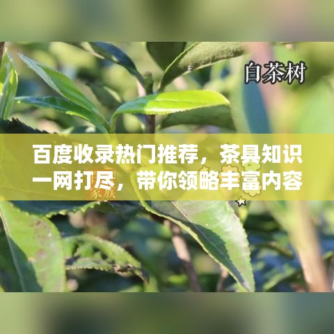 百度收录热门推荐，茶具知识一网打尽，带你领略丰富内容