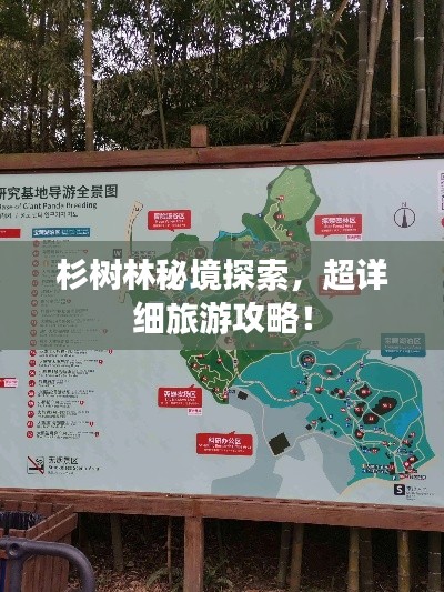 杉树林秘境探索，超详细旅游攻略！