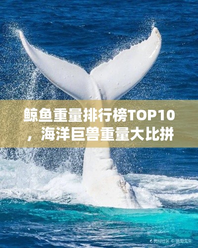 鲸鱼重量排行榜TOP10，海洋巨兽重量大比拼！