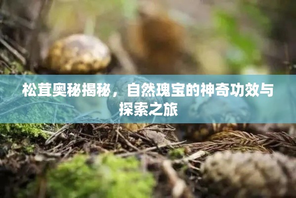 松茸奥秘揭秘，自然瑰宝的神奇功效与探索之旅