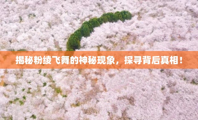 揭秘粉绫飞舞的神秘现象，探寻背后真相！